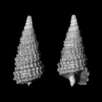 Nanopsis denticulata 